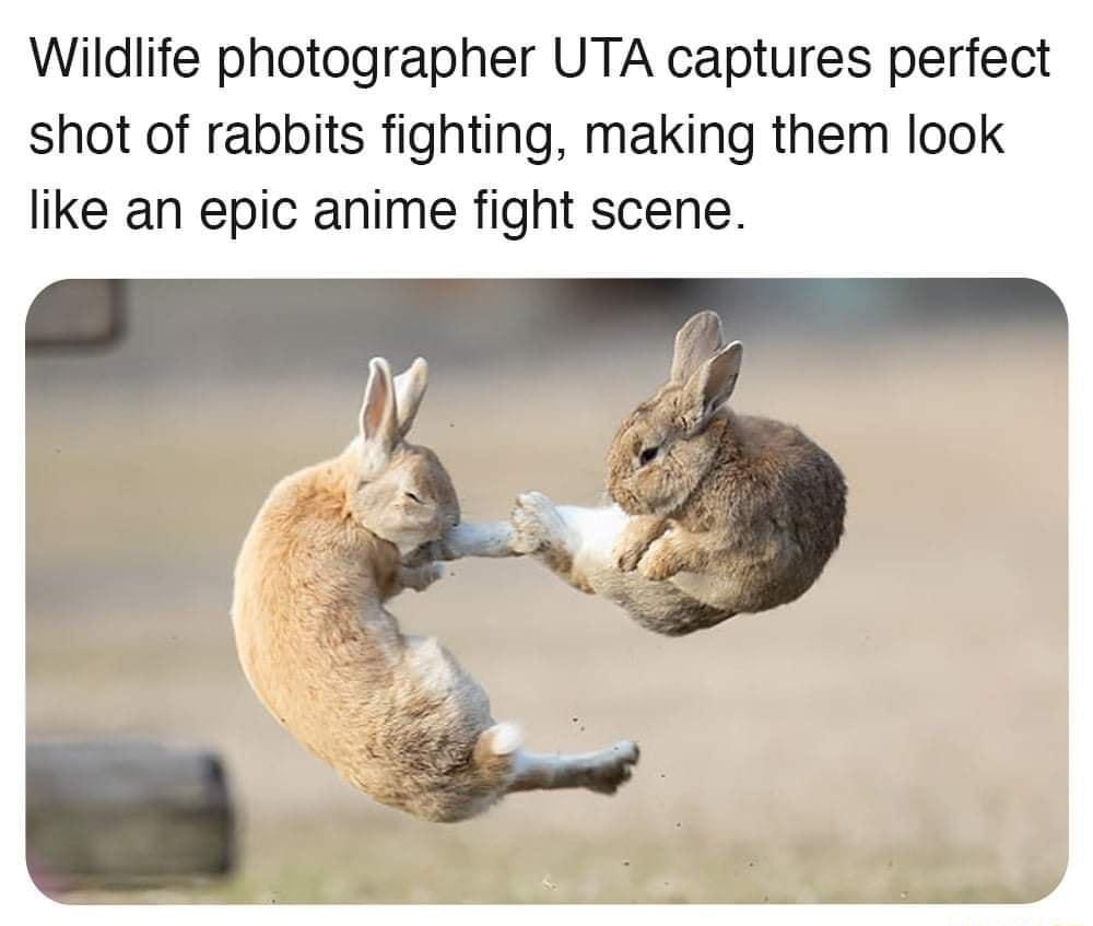 Yup That Exists yupthatexists Wildlife photographer UTA captures perfect shot of rabbits fighting making them look like an epic anime fight scene