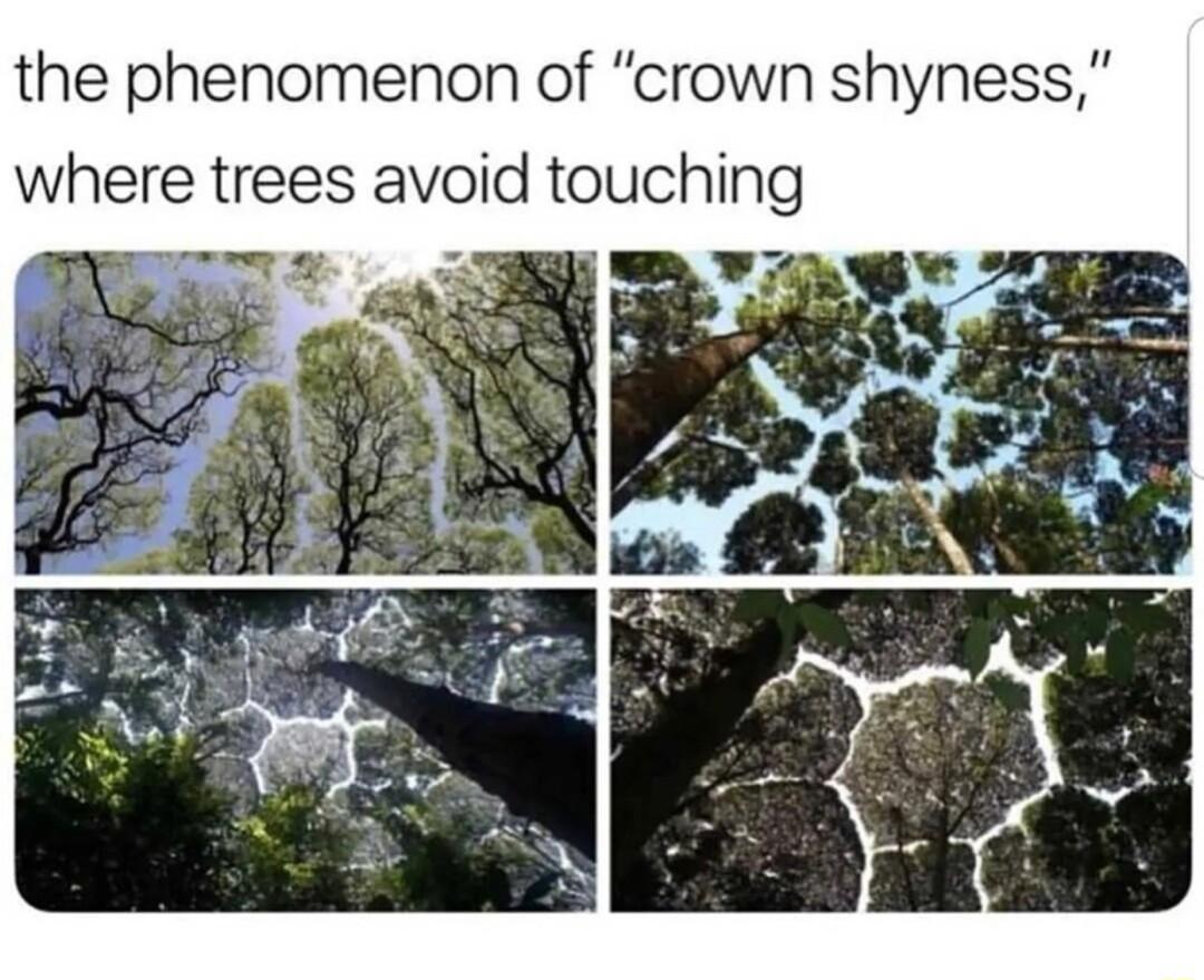 the phenomenon of crown shyness re trees avoid touching a