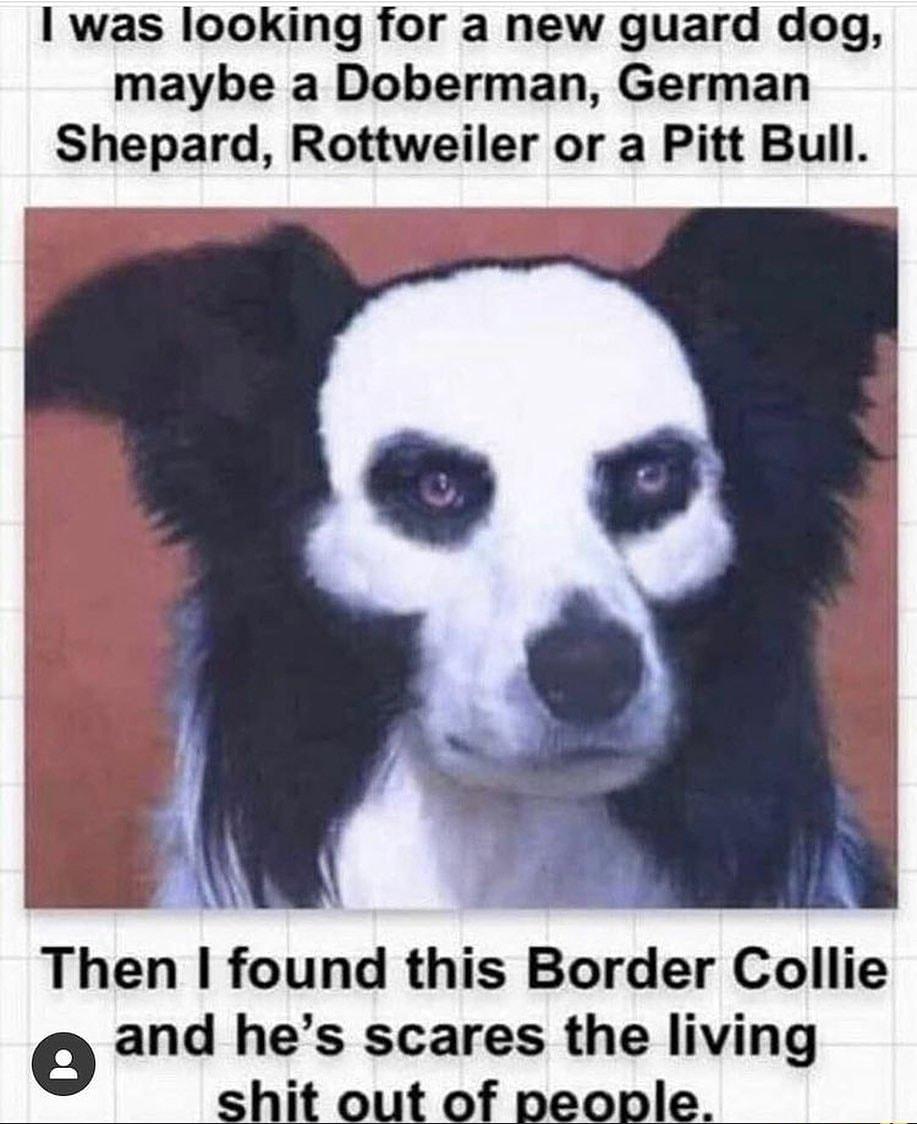 was looking for a new guard dog maybe a Doberman German Shepard Rottweiler or a Pitt Bull Then found this Border Collie o and hes scares the living shit out of people 13