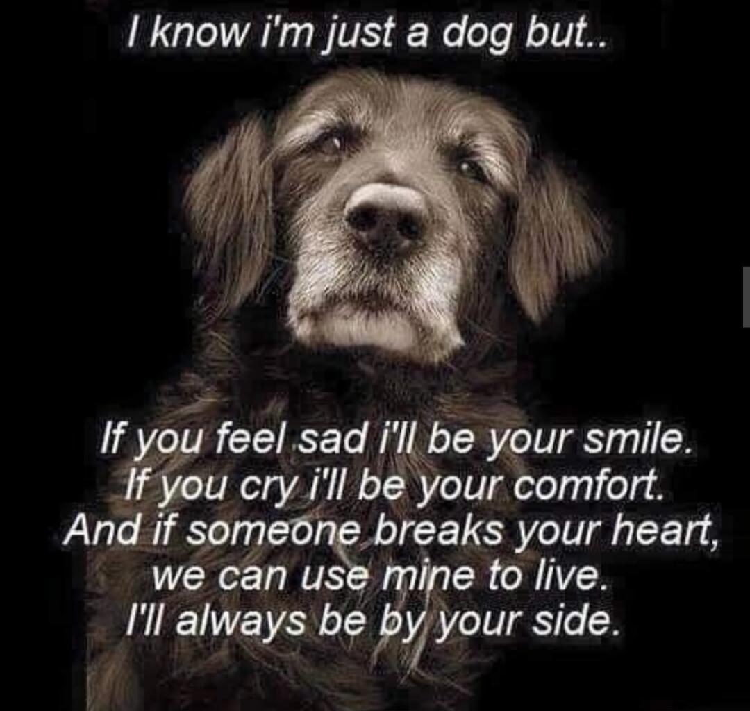 I know I'm just a dog but.. If you feel sad i'll be your smile. If you cry i'll be your comfort. And if someone breaks your heart, we can use mine to live. I'll always be by your side.