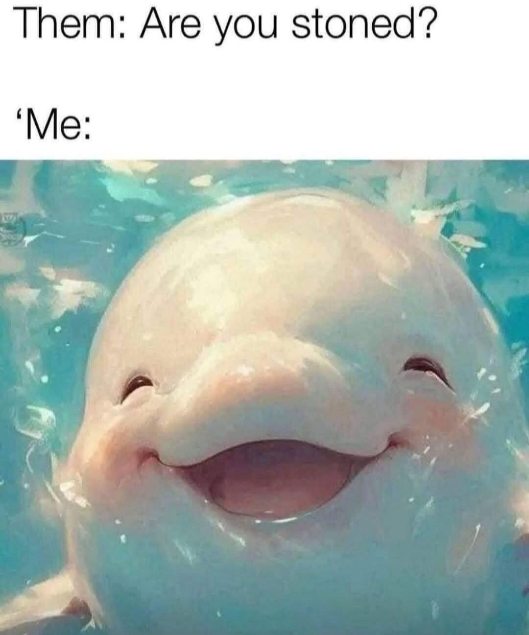 Them: Are you stoned? 'Me: