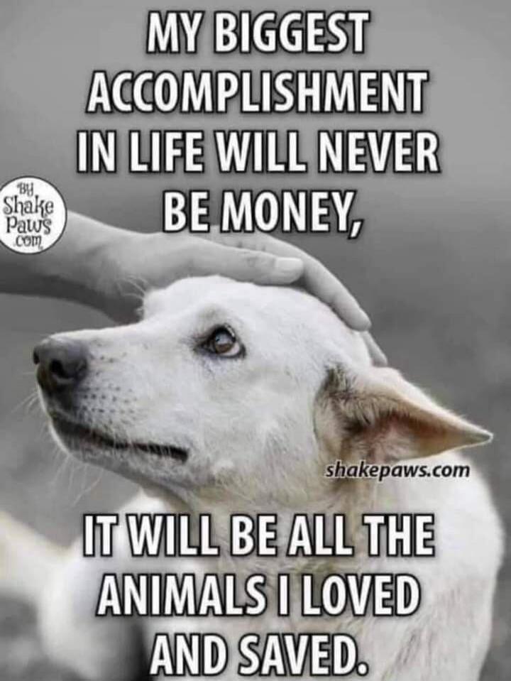 MY BIGGEST ACCOMPLISHMENT IN LIFE WILL NEVER BE MONEY, IT WILL BE ALL THE ANIMALS I LOVED AND SAVED.