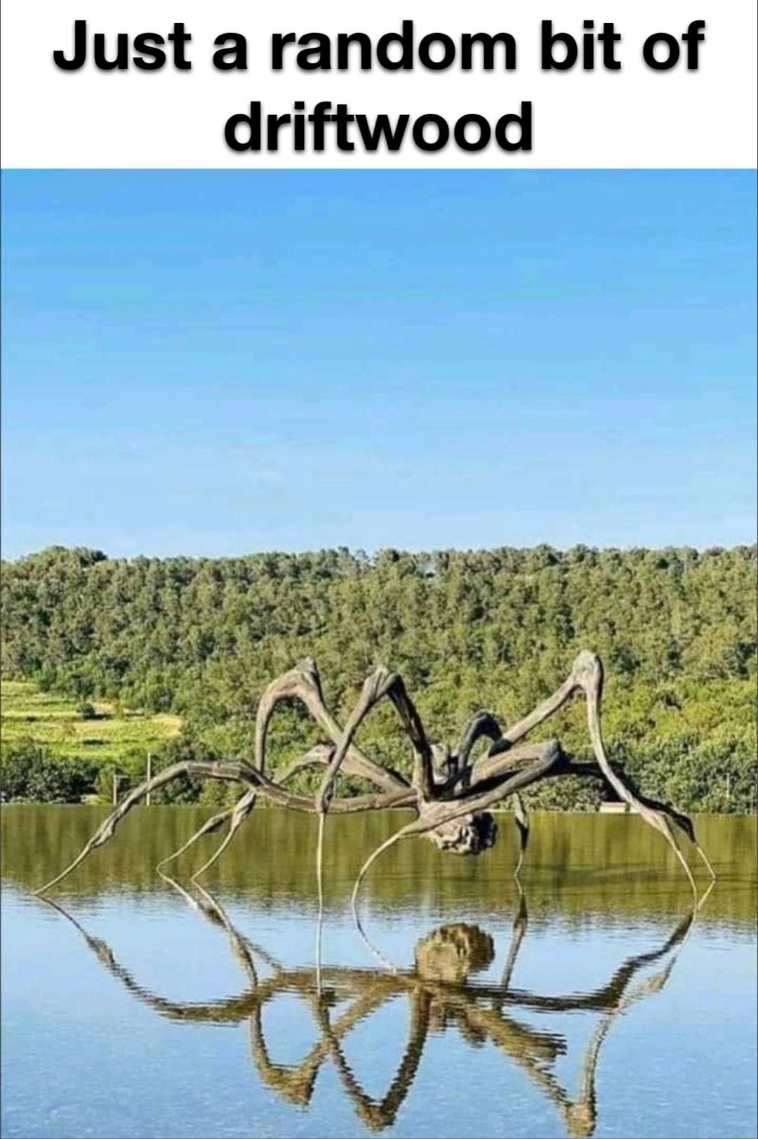 Just a random bit of driftwood