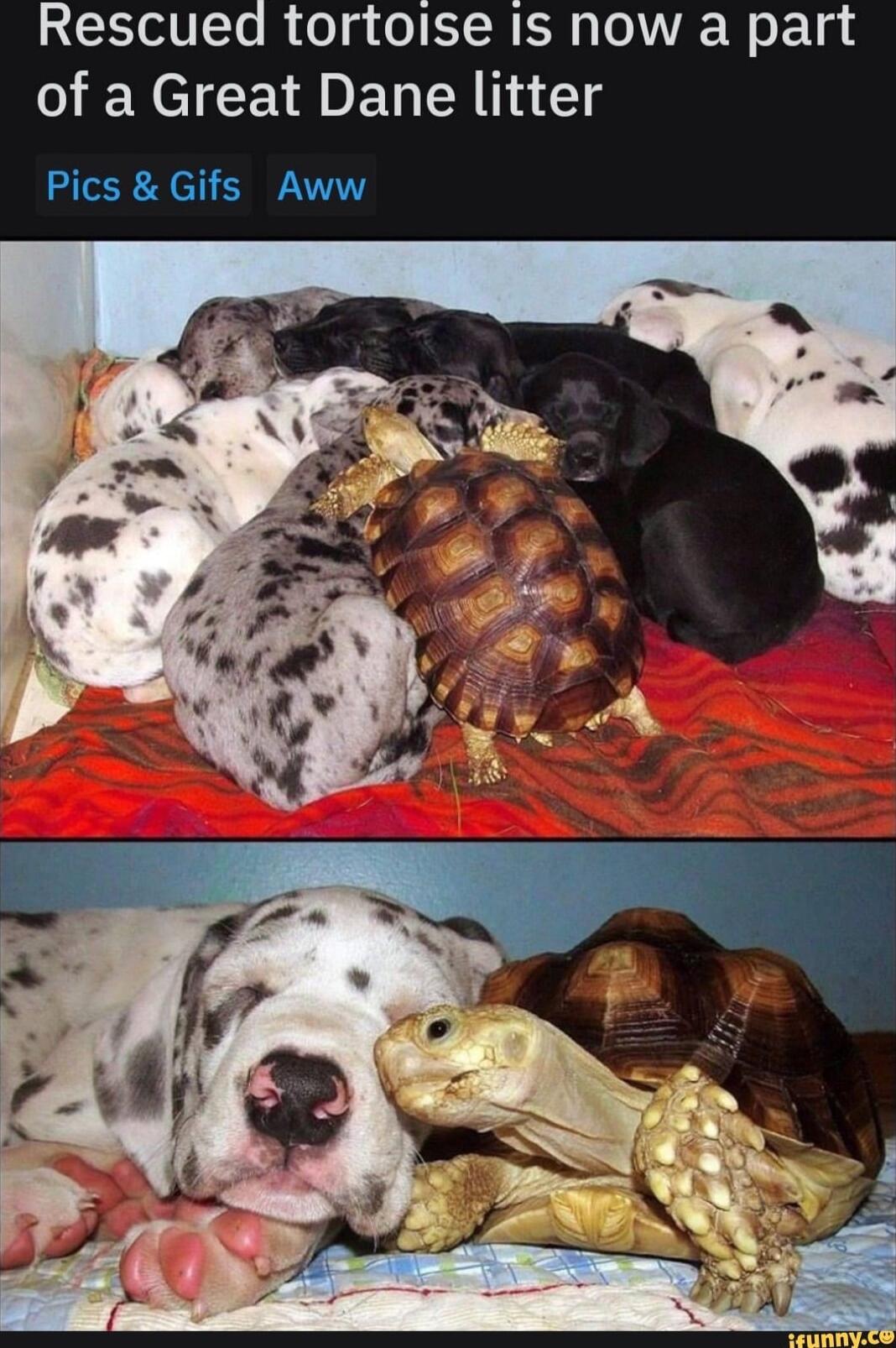 tortoise Is now a part of a Great Dane litter