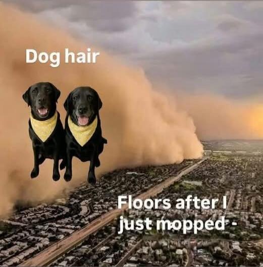 Dog hair. Floors after I just mopped.