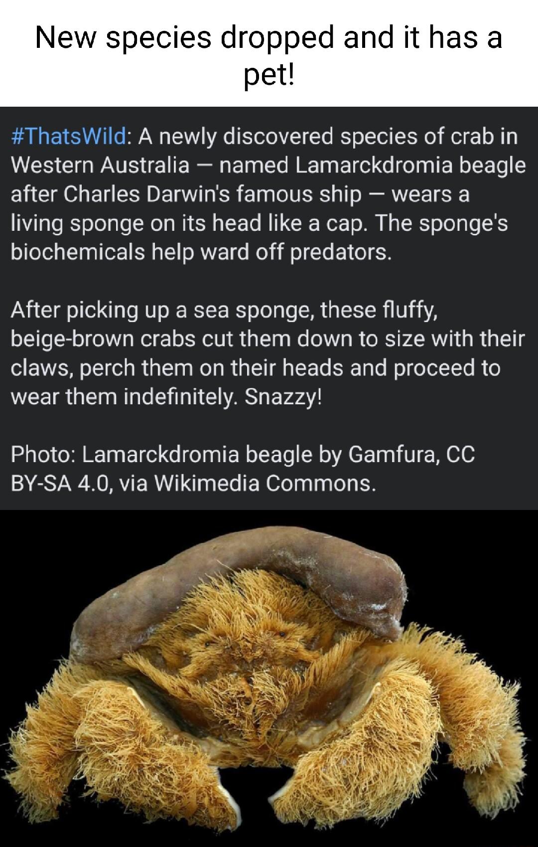 New species dropped and it has a pet ThatsWild A newly discovered species of crab in VUES Gl TS Ty Ty T W T ol e T TE W o o 1 ELCIEOL EUESDERTER l IR T VR TF living sponge on its head like a cap The sponges biochemicals help ward off predators After picking up a sea sponge these fluffy beige brown crabs cut them down to size with their claws perch them on their heads and proceed to wear them indef