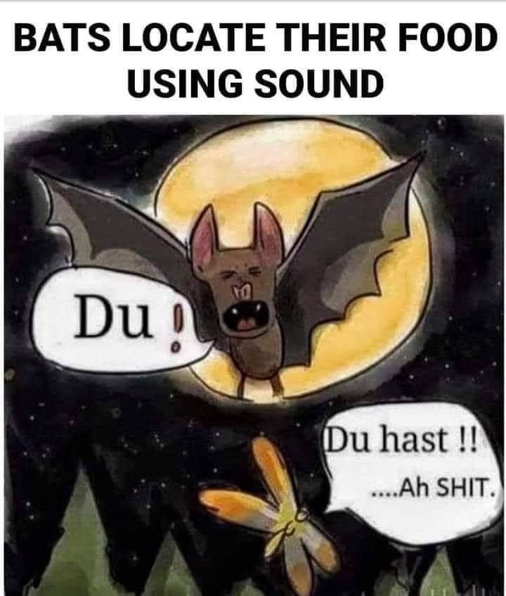 BATS LOCATE THEIR FOOD USING SOUND e