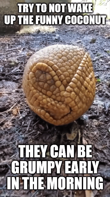 TIIEY CAN BE GRUMPY EAIIlY INTHE MUBNING imgho cBma