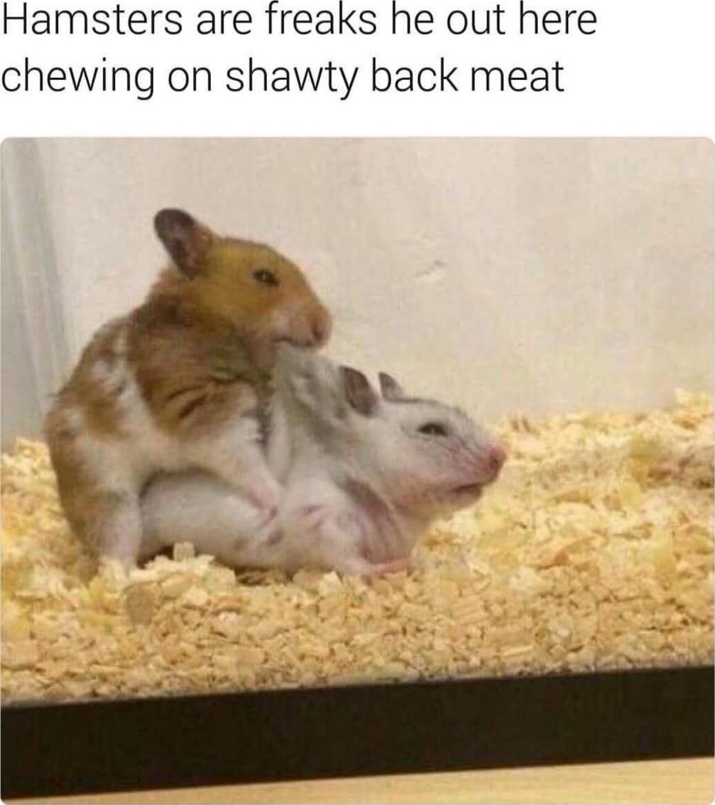 Hamsters are freaks he out here chewing on shawty back meat