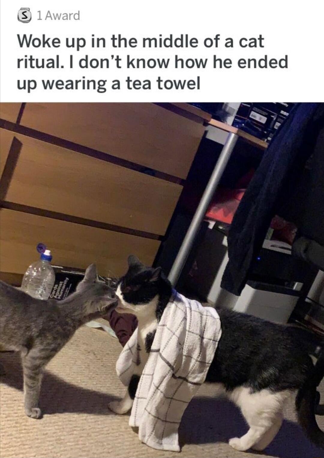 Woke up in the middle of a cat ritual dont know how he ended up wearing a tea towel