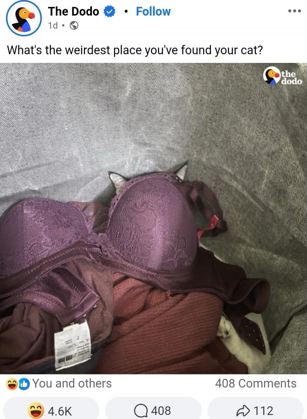 What's the weirdest place you've found your cat?