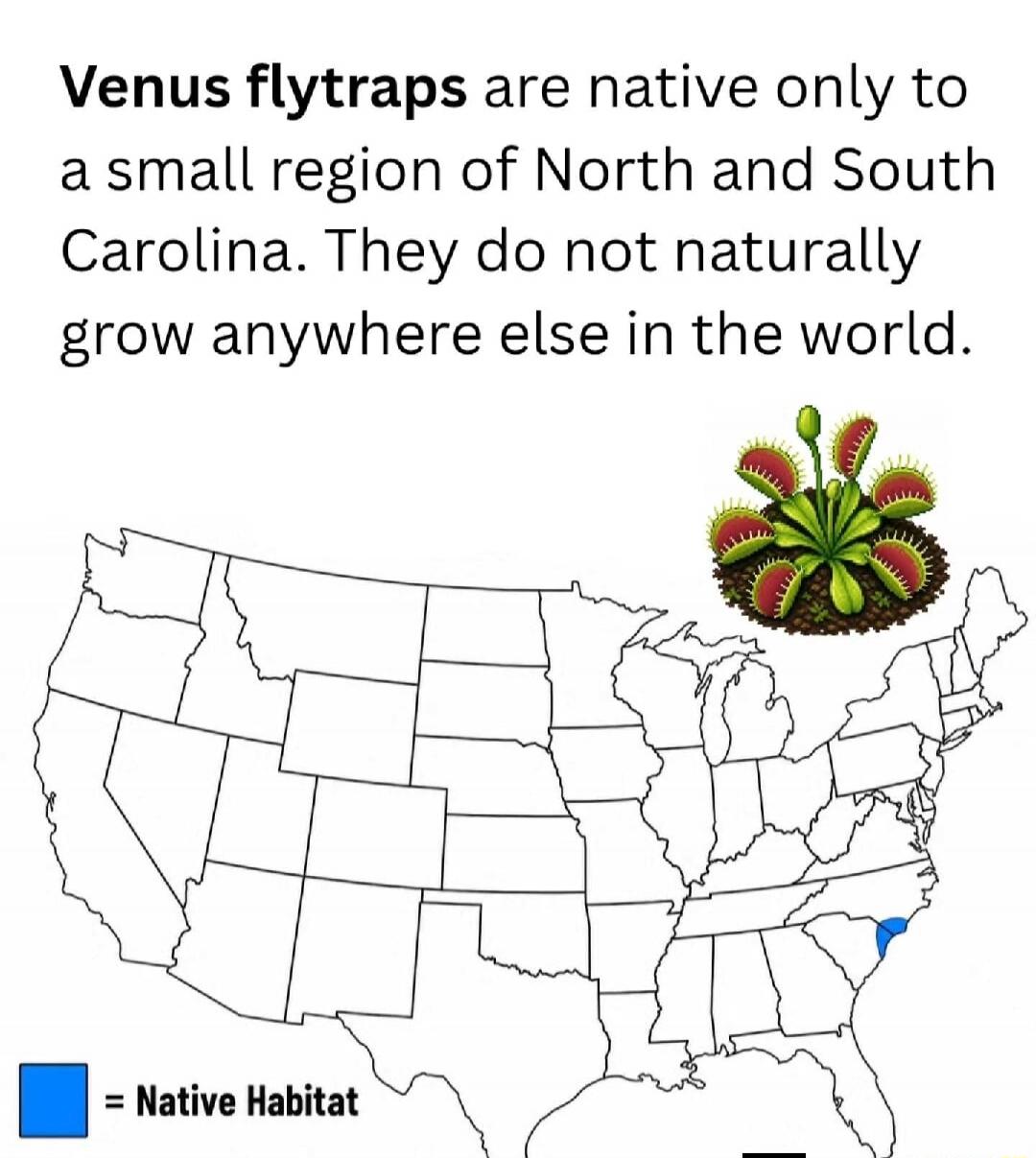 Venus flytraps are native only to a small region of North and South Carolina. They do not naturally grow anywhere else in the world. = Native Habitat