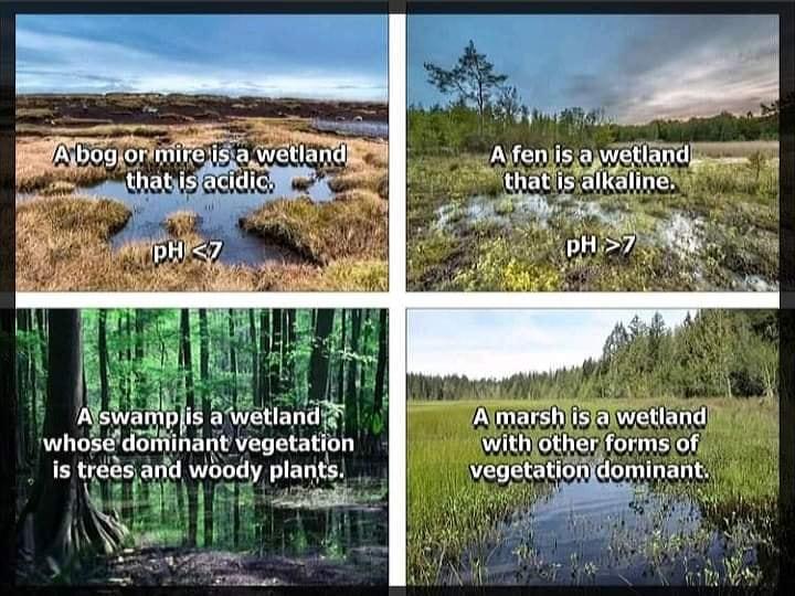 SEHTIRT e k Aszam is aWetlandigi Almarshlisiaiwetiand withotherformsof