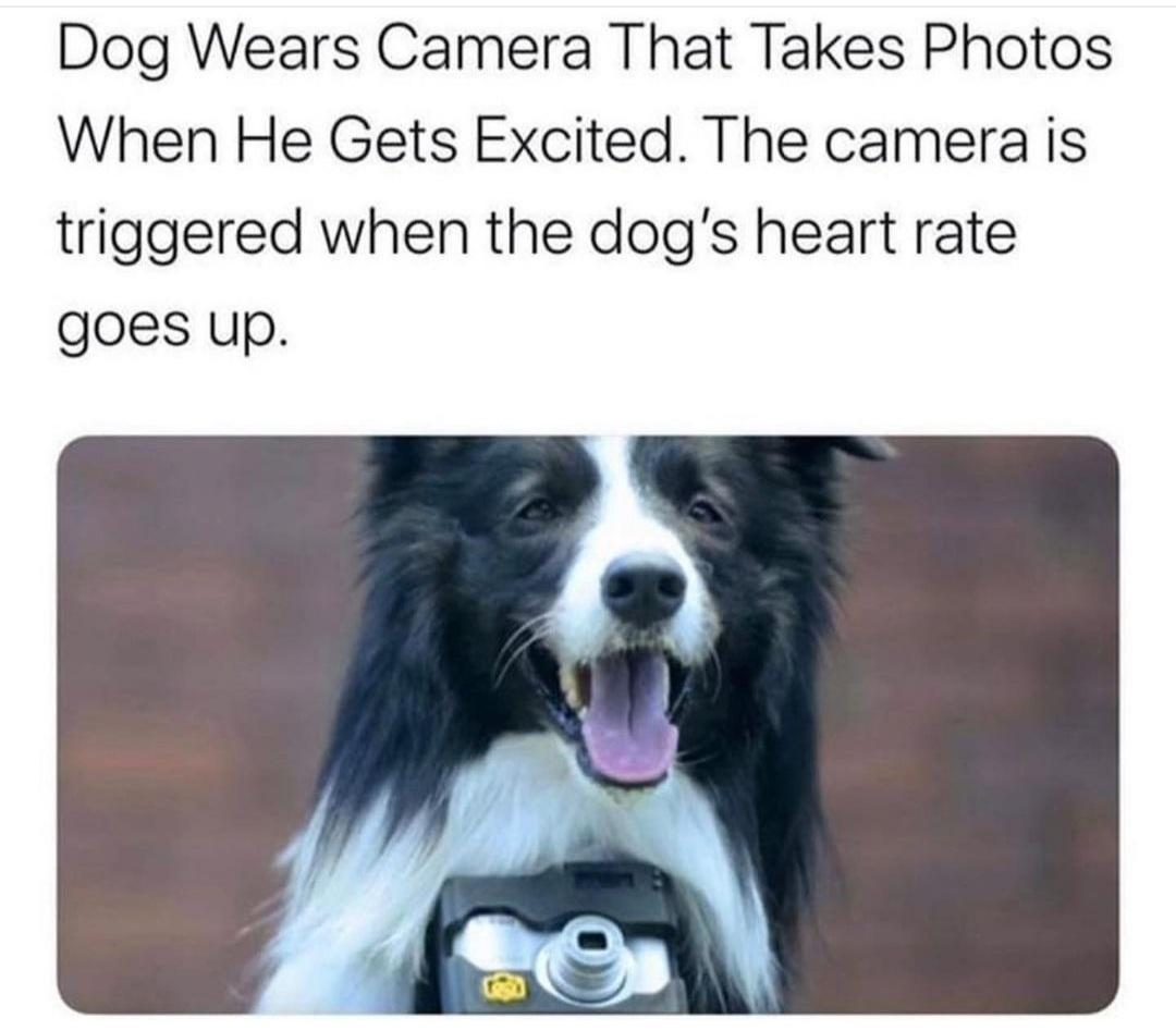 Dog Wears Camera That Takes Photos When He Gets Excited The camera is triggered when the dogs heart rate goes up