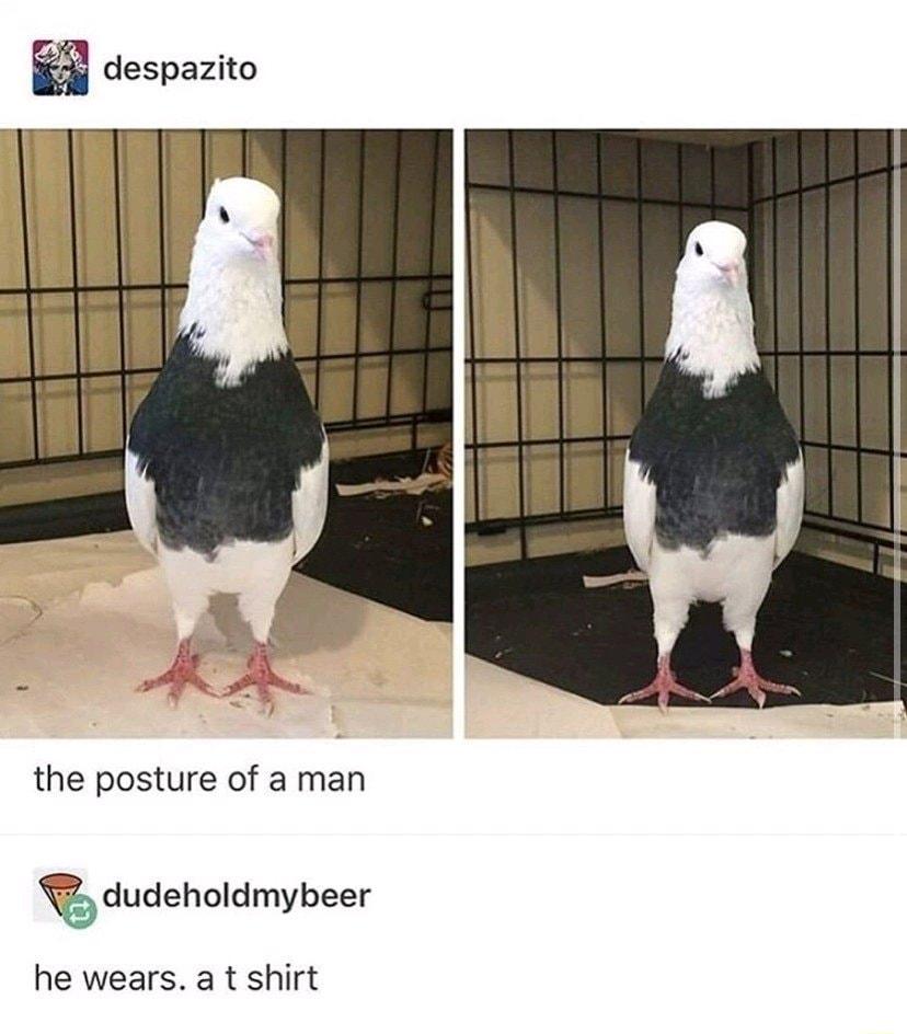 despazito the posture of a man dudeholdmybeer he wears a t shirt