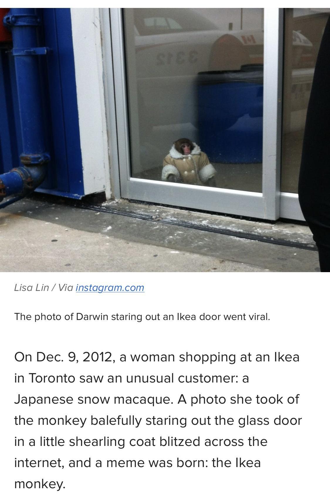 The photo of Darwin staring out an lkea door went viral On Dec 9 2012 a woman shopping at an Ikea in Toronto saw an unusual customer a Japanese snow macaque A photo she took of the monkey balefully staring out the glass door in a little shearling coat blitzed across the internet and a meme was born the lkea monkey