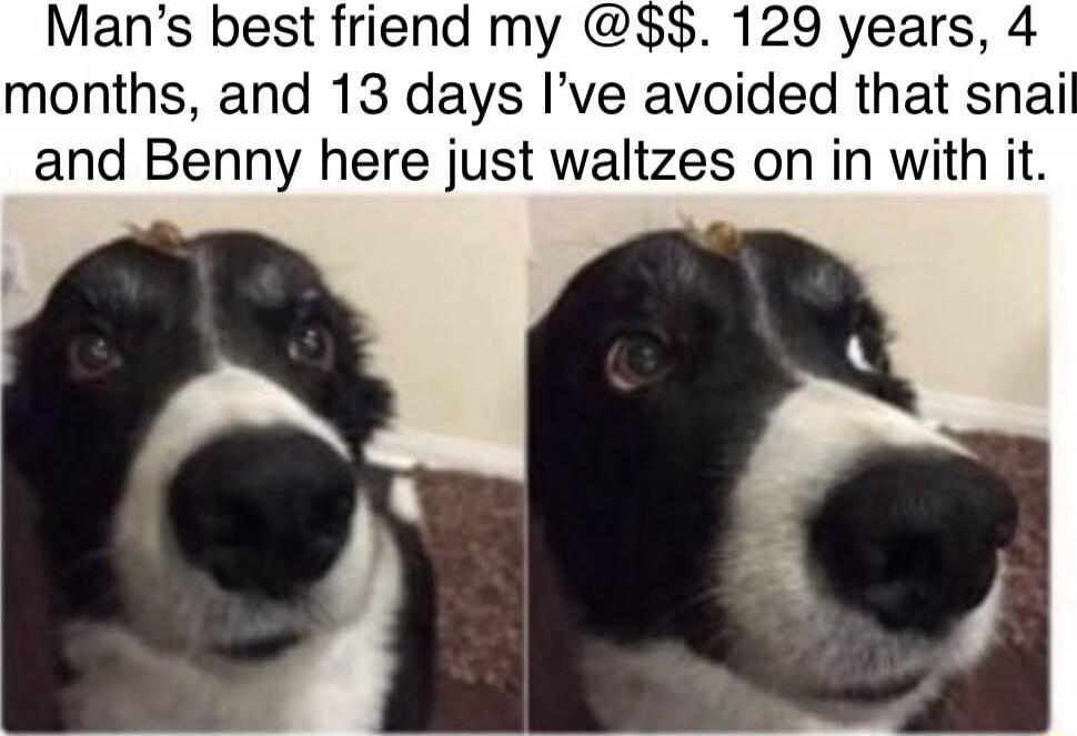 Mans best friend my 129 years 4 months and 13 days Ive avoided that snai and Benny here just waltzes on in with it