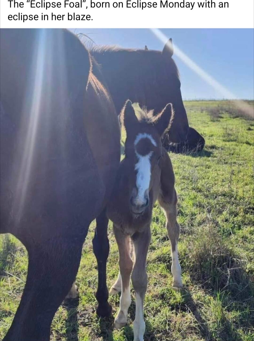 ie Eclipse Foal born on Eclipse Monaay witl eclipse in her blaze