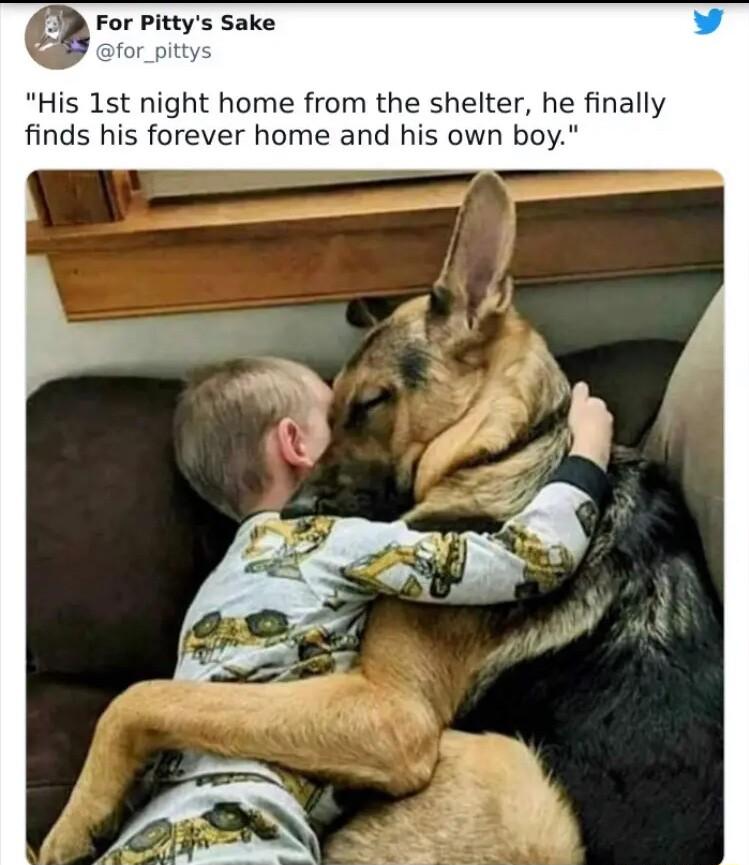 anr Pittys Sake for_pitt His 1st night home from the shelter he finally finds his forever home and his own boy