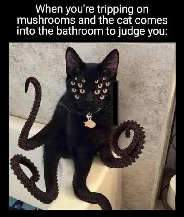 When youre tripping on mushrooms and the cat comes into the bathroom to judge you