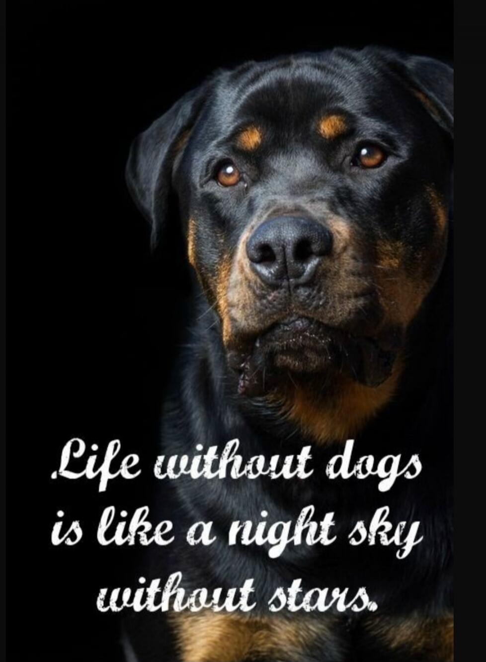 Life without dogs is like a night sky without stars.