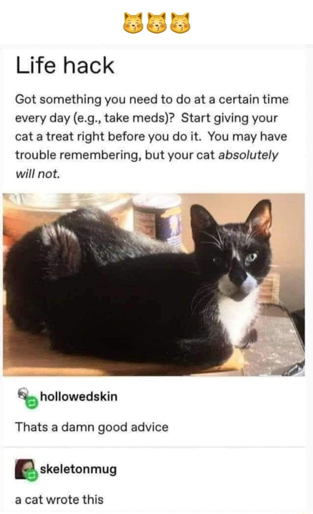 Life hack Got something you need to do at a certain time every day eg take meds Start giving your cat a treat right before you do it You may have trouble remembering but your cat absolutely will not hollowedskin Thats a damn good advice Bskeletonmug a cat wrote this