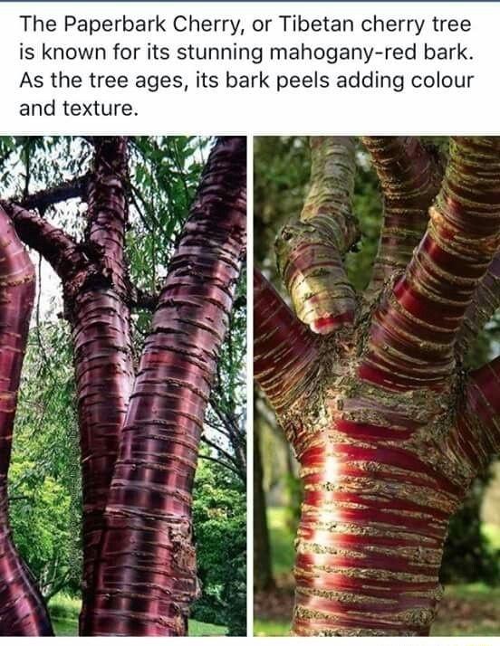 The Paperbark Cherry or Tibetan cherry tree is known for its stunning mahogany red bark As the tree ages its bark peels adding colour and texture