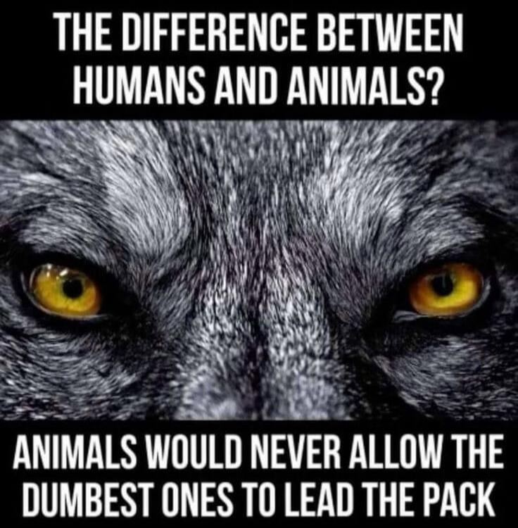 THE DIFFERENCE BETWEEN HUMANS AND ANIMALS? ANIMALS WOULD NEVER ALLOW THE DUMBEST ONES TO LEAD THE PACK