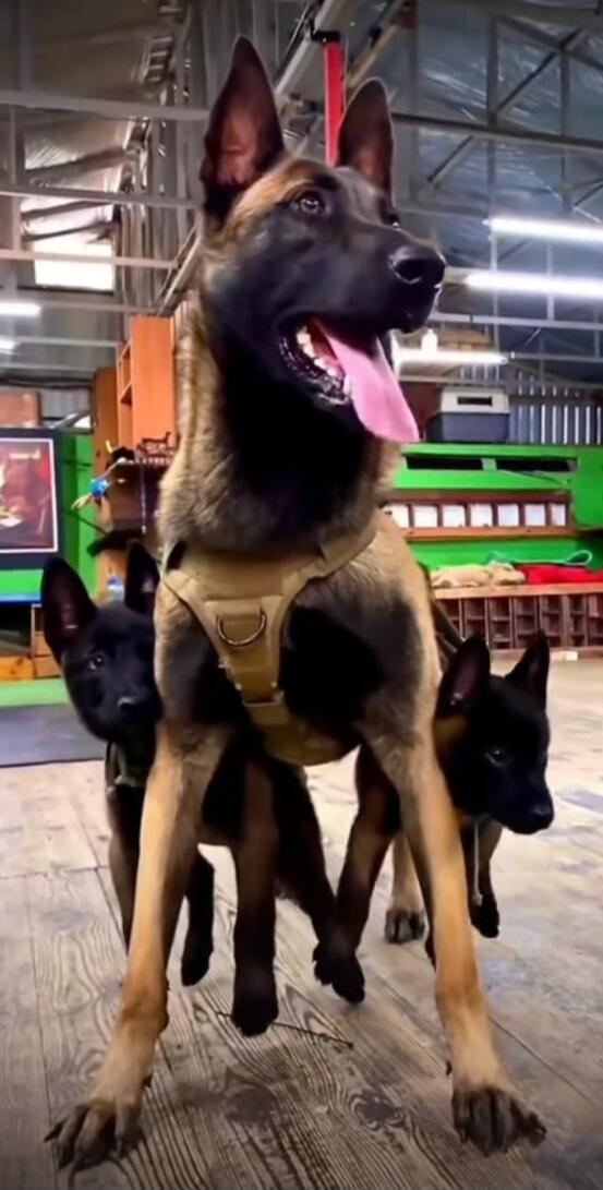 A big Belgian Malinois wearing a harness with two small black puppies standing underneath, inside a gym/arena.