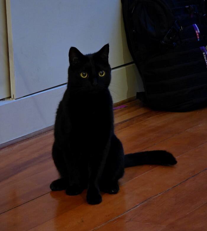 A black cat sitting on a wooden floor indoors.