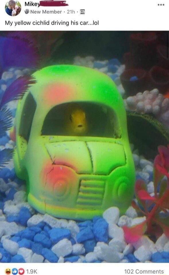 Iw Memt My yellow cichlid driving his carlol