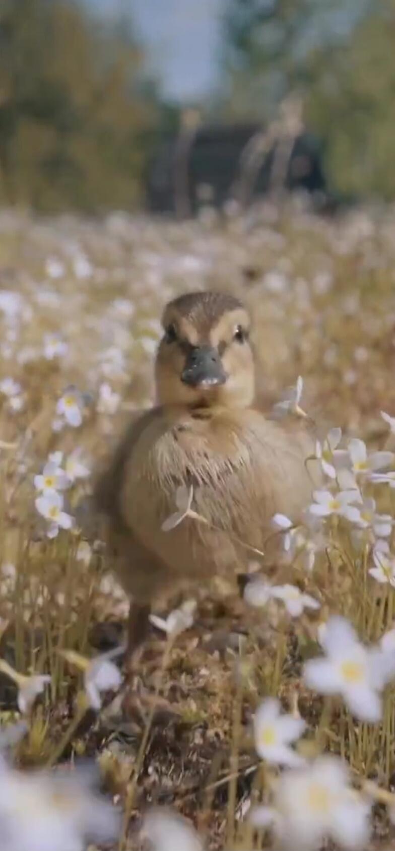 A duckling standing in a field of small white flowers.