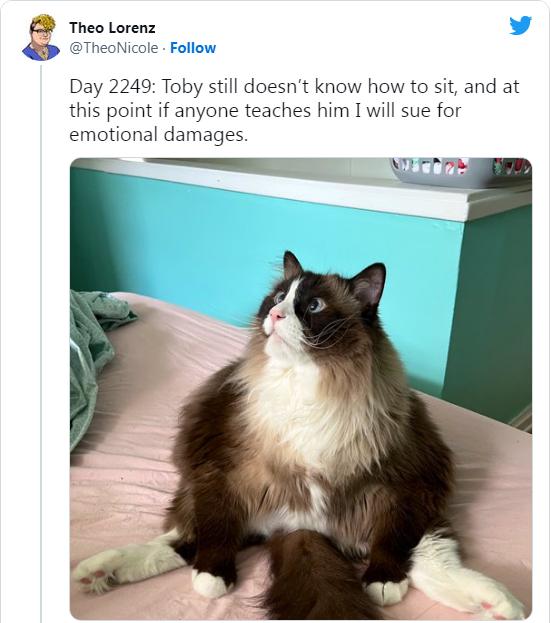 g Theo Lorenz L 4 oNicole Follow Day 2249 Toby still doesnt know how to sit and at this point if anyone teaches him I will sue for emotional damages