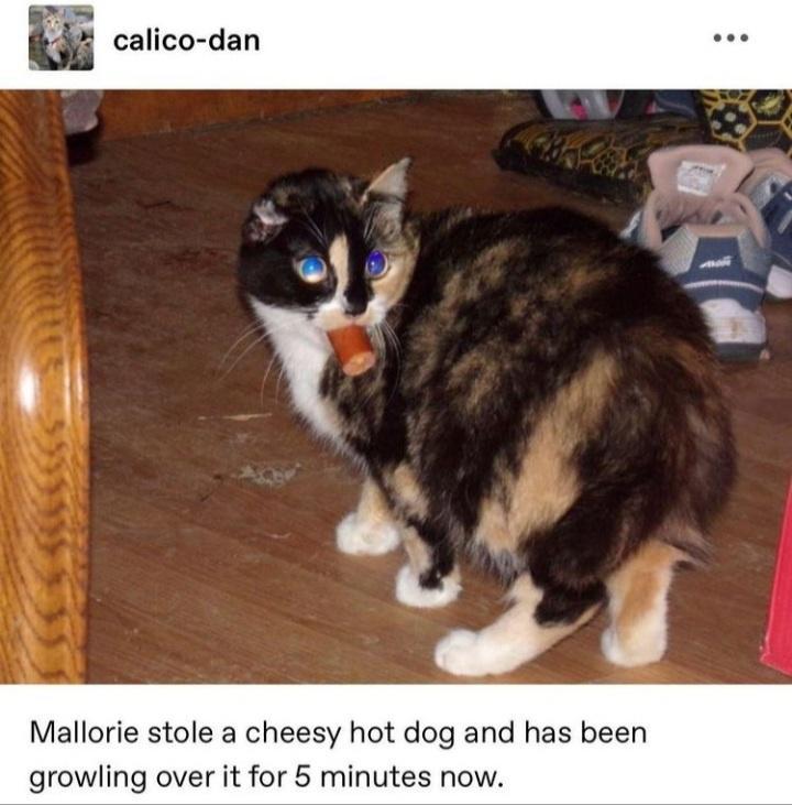 calico dan Mallorie stole a cheesy hot dog and has been growling over it for 5 minutes now