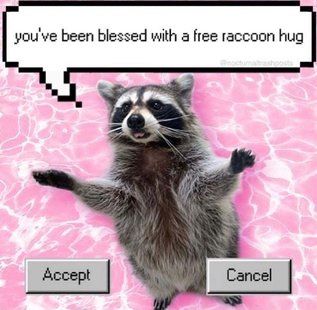 pouve been blessed with a free raccoon hug