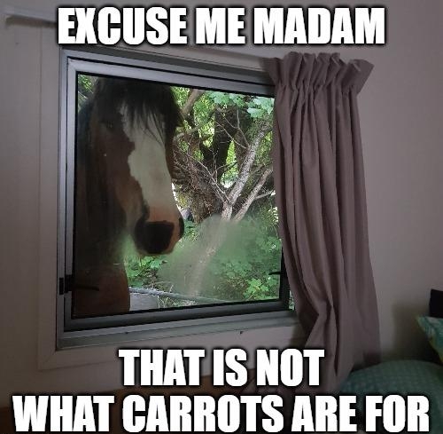 THATIS NOT WHAT GARROTS ARE FOR