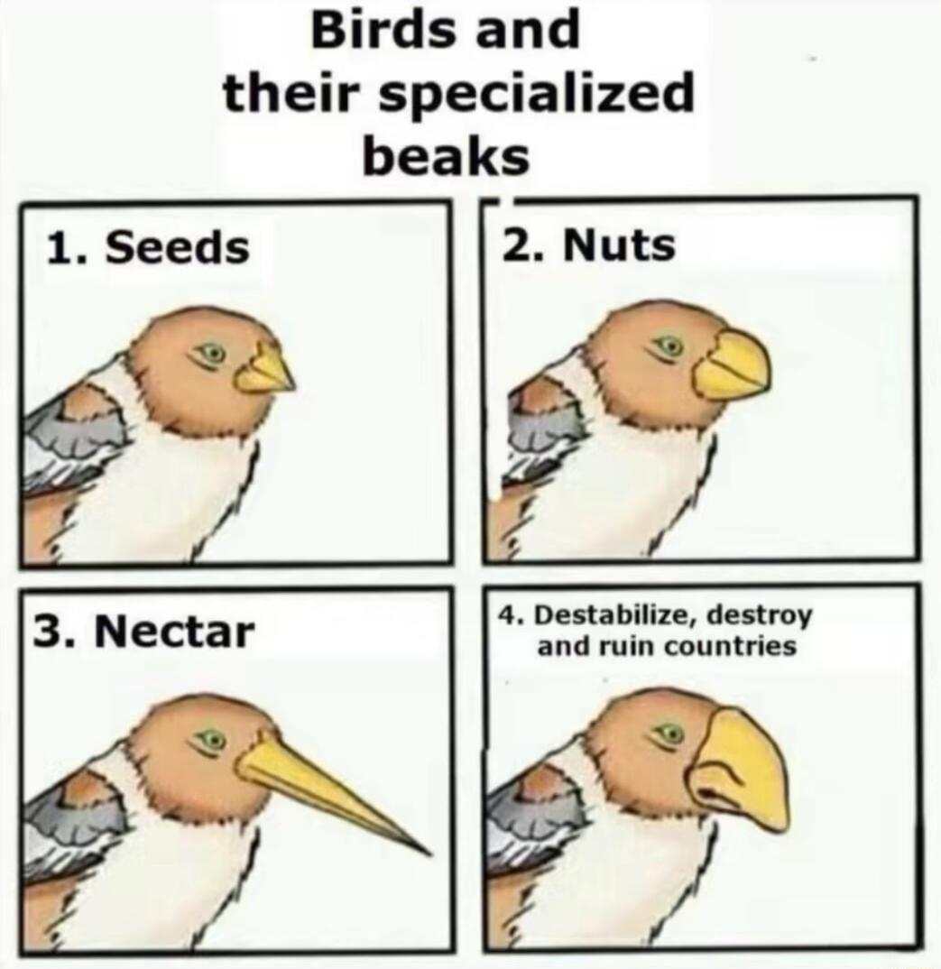 Birds and their specialized beaks 2 Nuts 4 Destabilize destroy and ruin countries