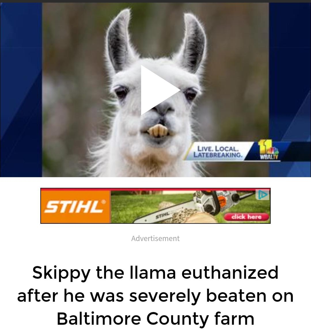 Skippy the llama euthanized after he was severely beaten on Baltimore County farm 00