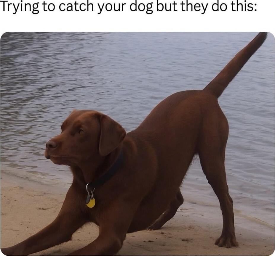 Trying to catch your dog but they do this: