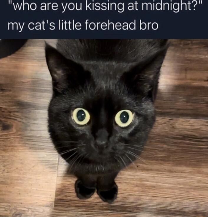o R1RYolVR Siple 10 nplelpleg fan my cats little forehead bro