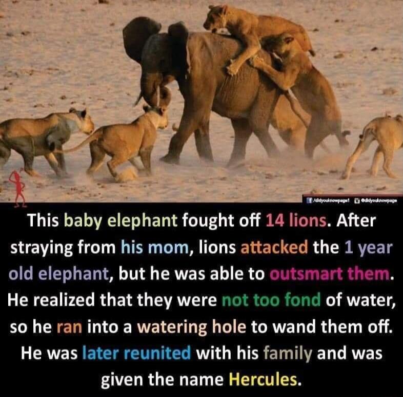 ey This baby elephant fought off 14 lions After straying from his mom lions attacked the 1 year old elephant but he was able to cutsmart them He realized that they were not too fond of water HOLCYERR G GERVE TR CICR CAVE LR G T N L CRVE D BRI R W TER ST T ETYET given the name Hercules