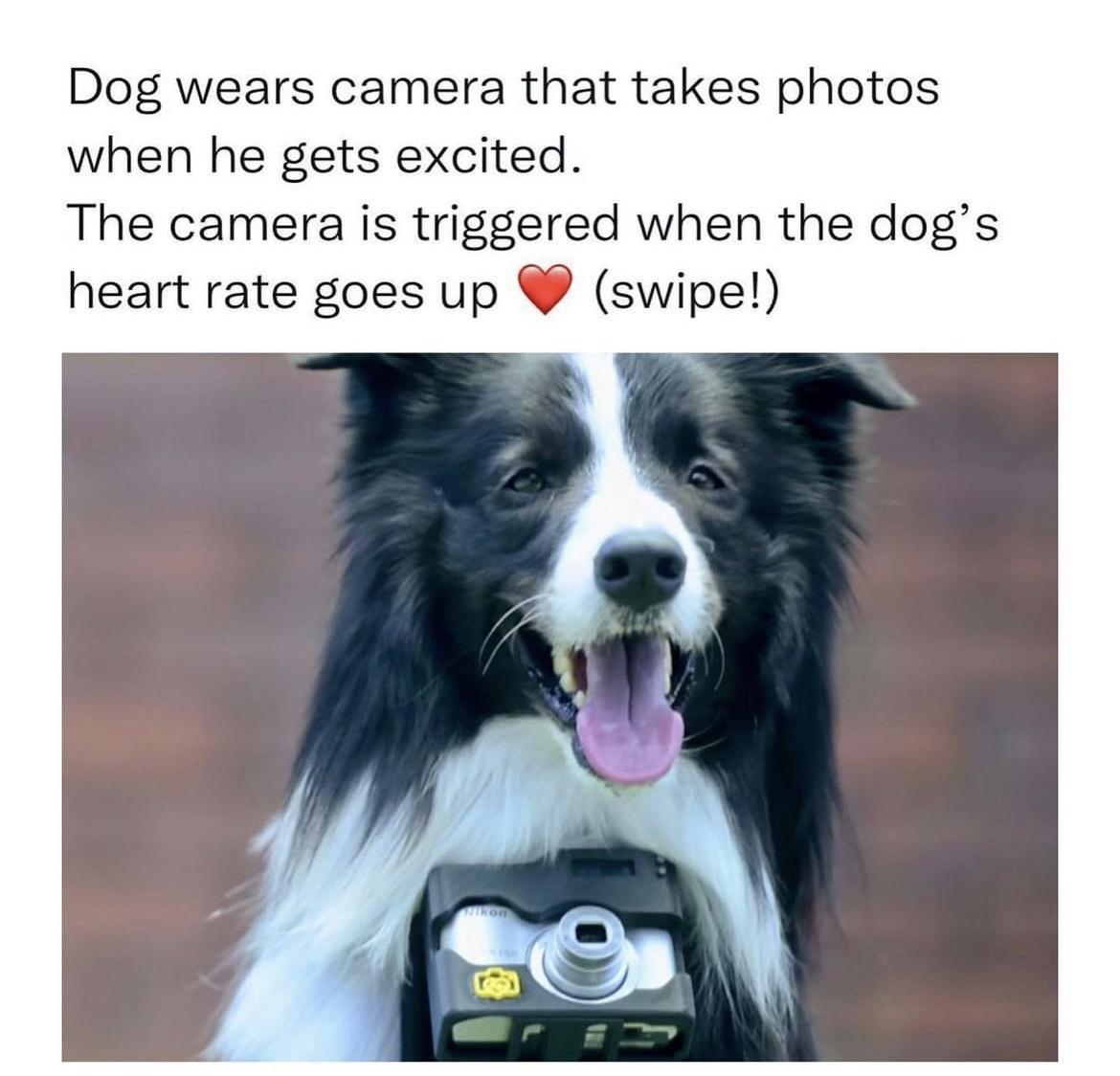 Dog wears camera that takes photos when he gets excited The camera is triggered when the dogs heart rate goes up