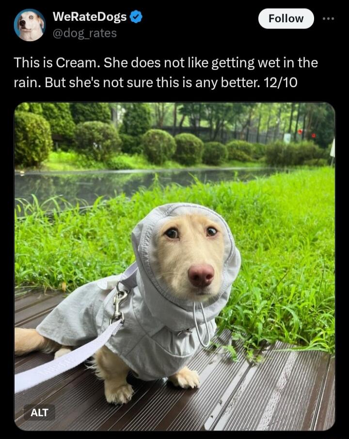 WeRateDogs This is Cream She does not like getting wet in the CILR NS EER ST GIIEERVE T C A bIA