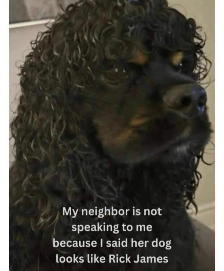 My neighbor is not speaking to me because I said her dog looks like Rick James
