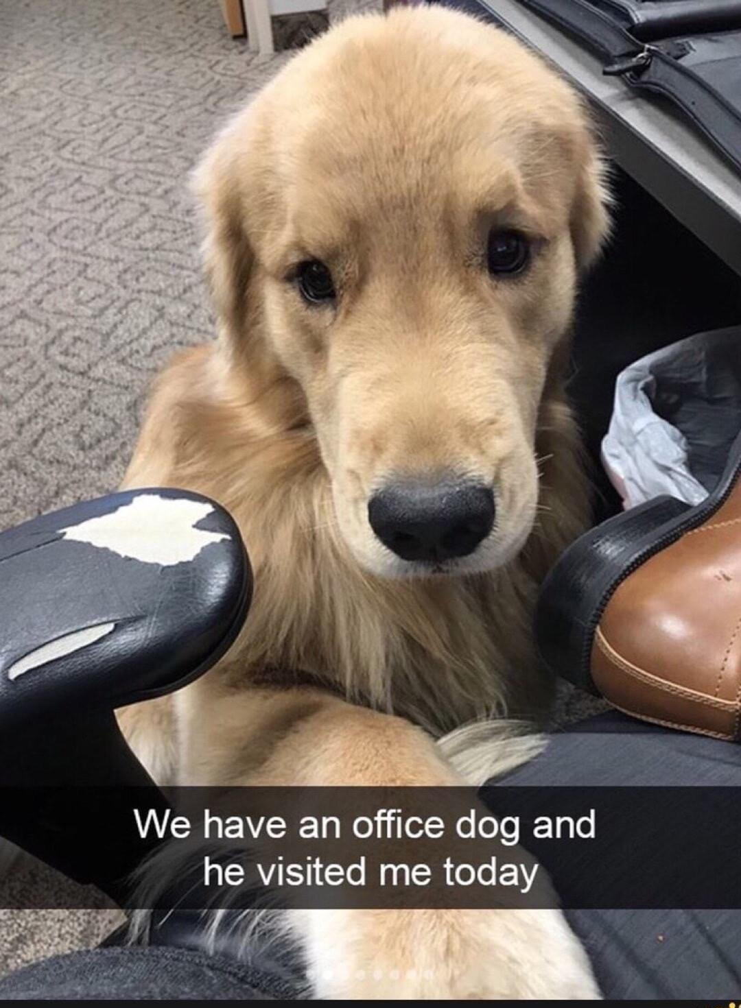We have an office dog and he visited me today i W