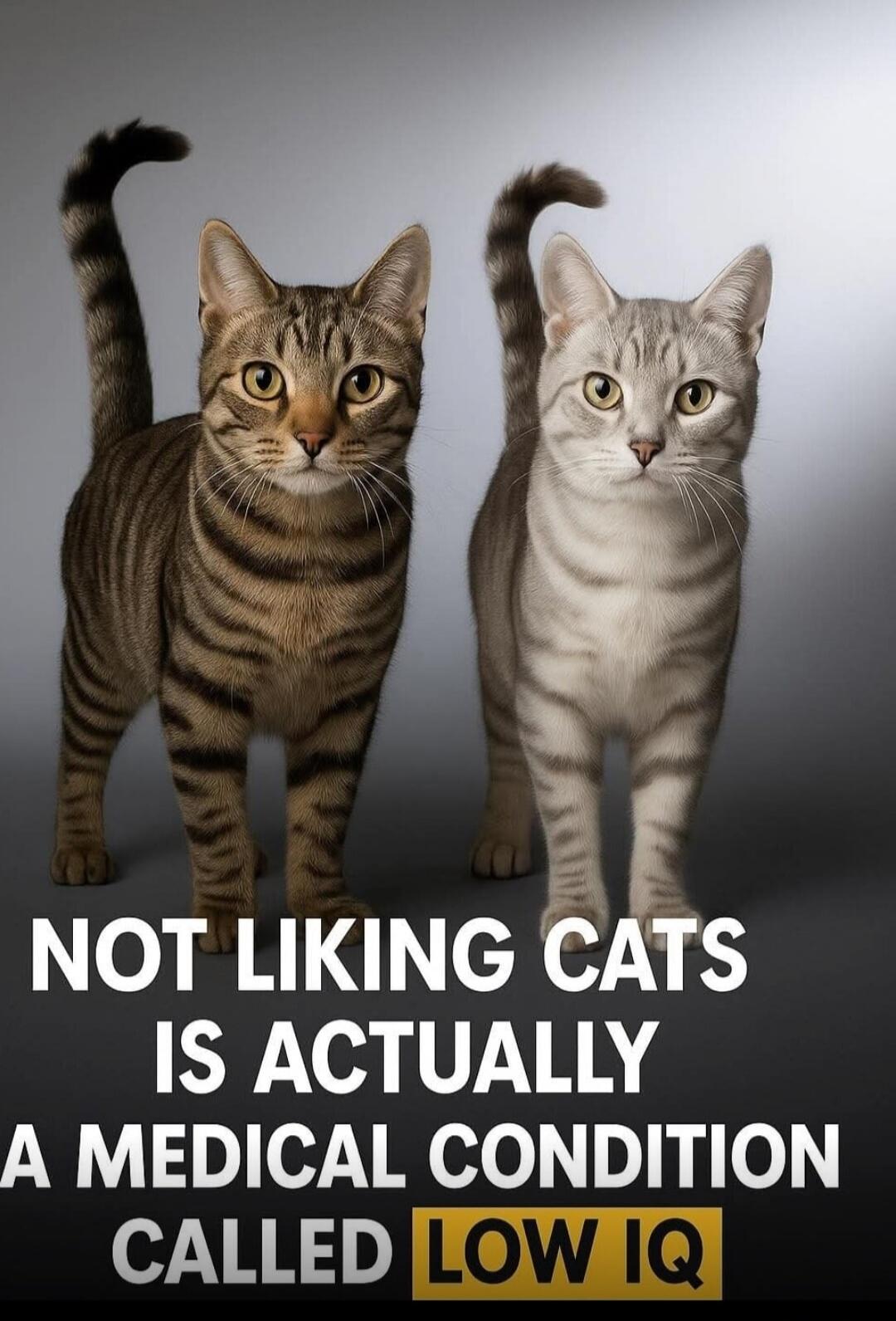 NOT LIKING CATS IS ACTUALLY A MEDICAL CONDITION CALLED LOW IQ