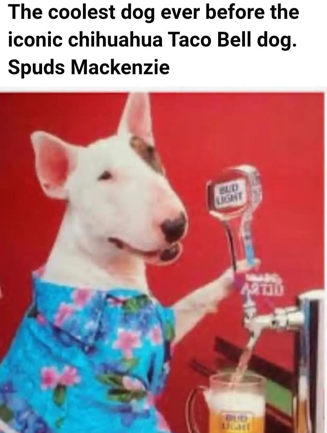The coolest dog ever before the iconic chihuahua Taco Bell dog. Spuds Mackenzie. Bud Light.