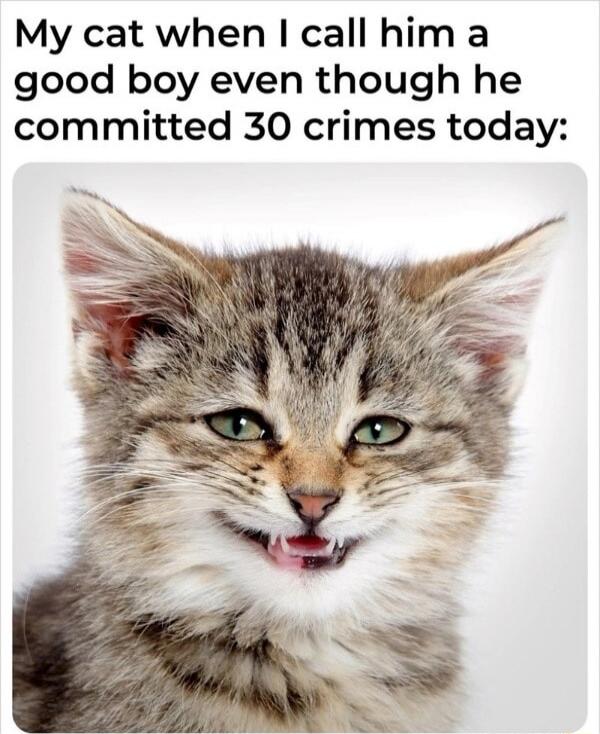 My cat when I call him a good boy even though he committed 30 crimes today: