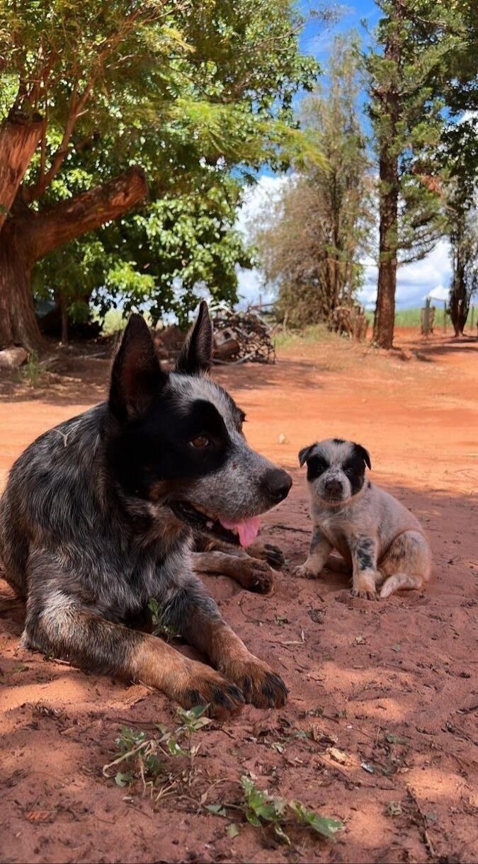 Two dogs lying on a dirt path under trees; one larger dark-colored dog in foreground, a smaller light-colored dog in background.