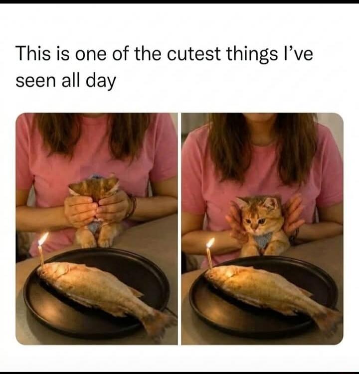 This is one of the cutest things I've seen all day. A person is holding a small cat, presenting it with a whole cooked fish on a plate with a lit candle, resembling a birthday celebration.